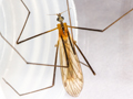 Euphylidorea dispar
